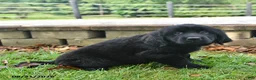 Labrador Retriever dogs for sale: Roxie - Ad 4