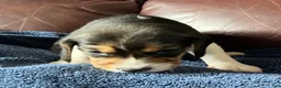Beagle dogs for sale: Beagle 4 - Ad 7