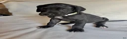 Great Dane dogs for sale: Freckles- blue - Ad 17