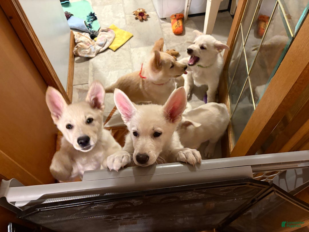 Mixed Breed dogs for sale: Mixed Breed Puppy 3 - Ad 4