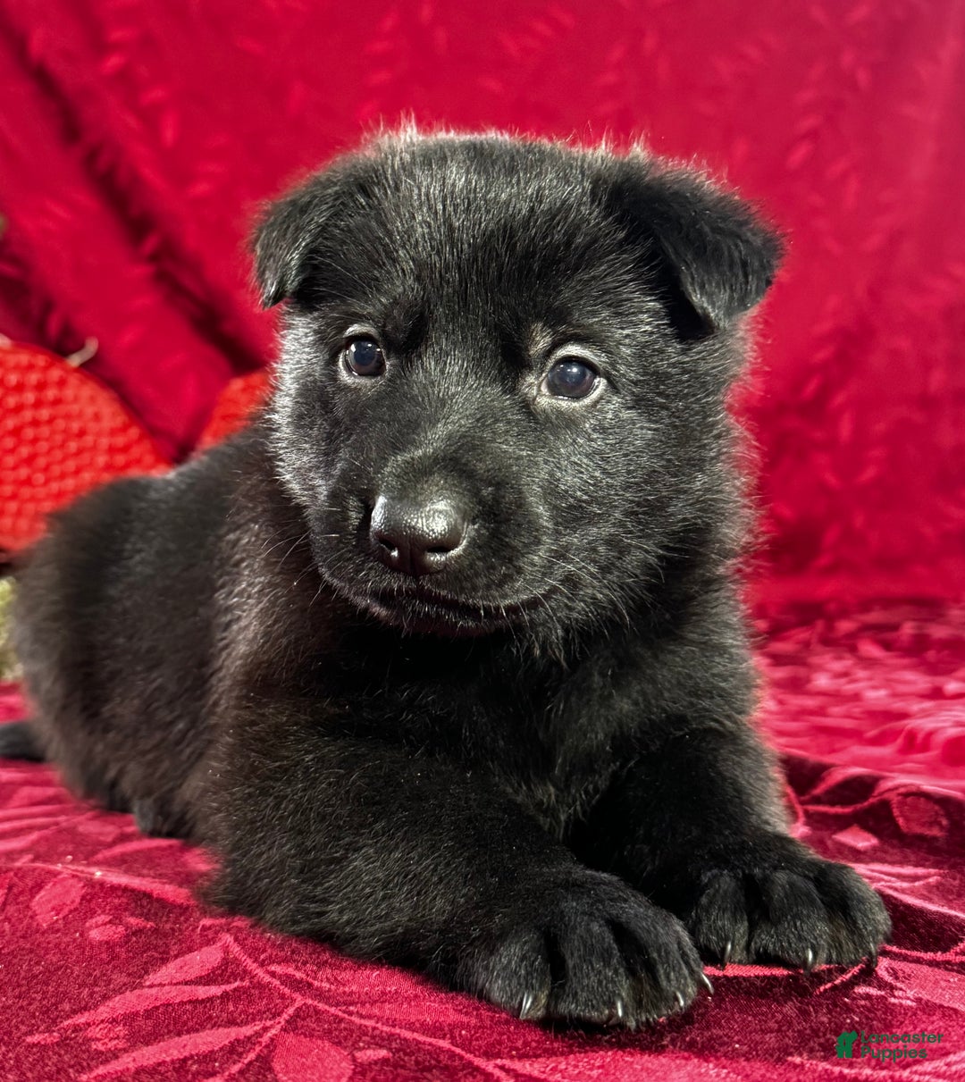 German Shepherd dogs for sale: Durango - Ad 7