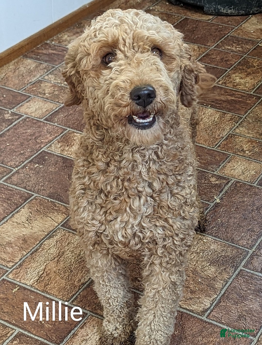 Mini Goldendoodle dogs for sale: Cooper - Ad 6