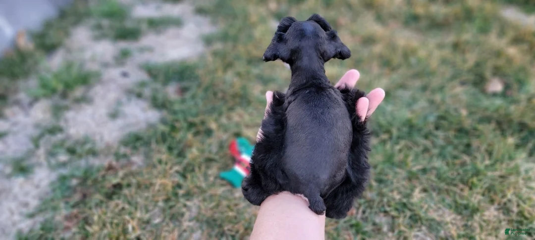 Miniature Schnauzer dogs for sale: Hazel, AKC Miniature Schnauzer - Ad 10
