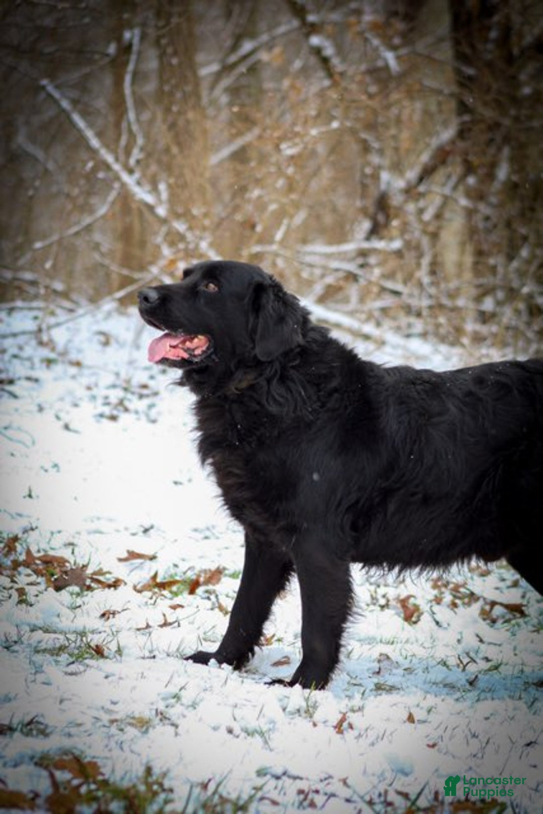 Mixed Breed dogs for sale: Black - Ad 3