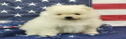 Pomeranian dogs for sale: Juliette - Ad 7
