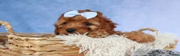 Cavapoo dogs for sale: TYSON - Ad 5
