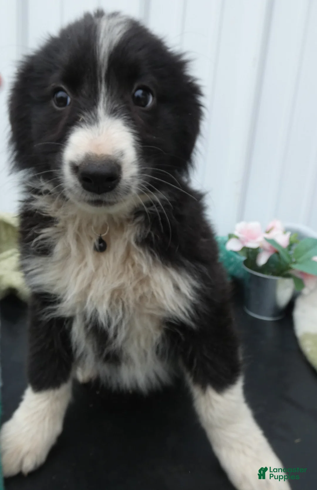 Border Collie dogs for sale: Border Collie Puppy 3 Trisha - Ad 2
