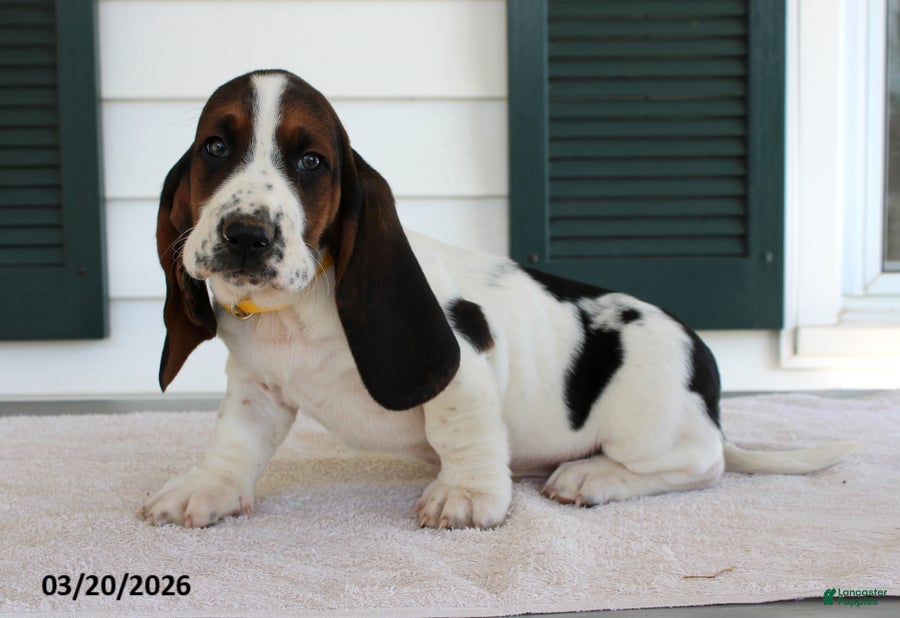Basset Hound dogs Simba - Ad 1