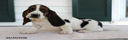 Basset Hound dogs for sale: Simba - Ad 1