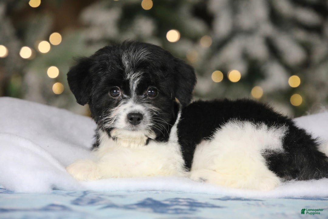 Teddy Bear dogs for sale: Noelle - Ad 33