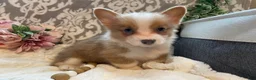 Welsh Corgi Pembroke dogs for sale: Smoky - Ad 10