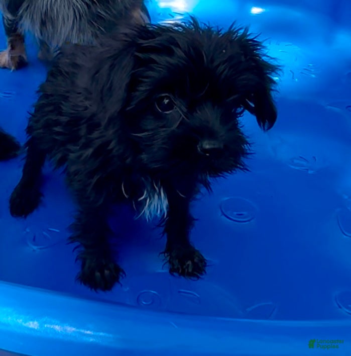 Shorkie dogs Shorkie 3 - Ad 1