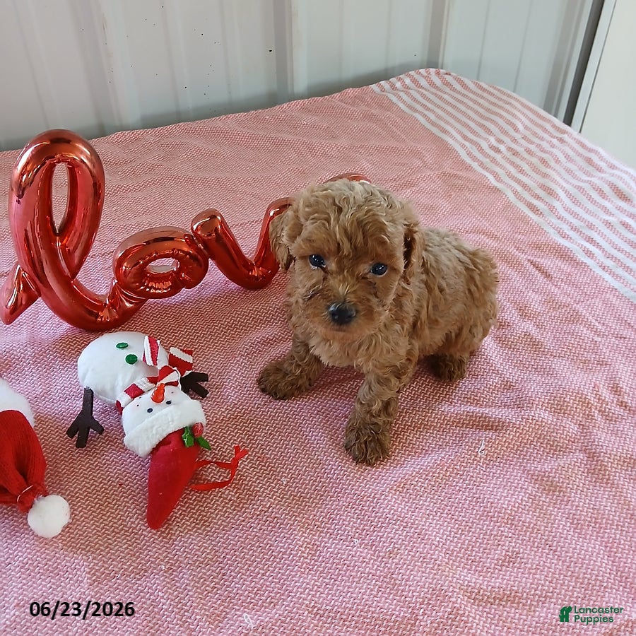 Maltipoo dogs Lonnie - Ad 5