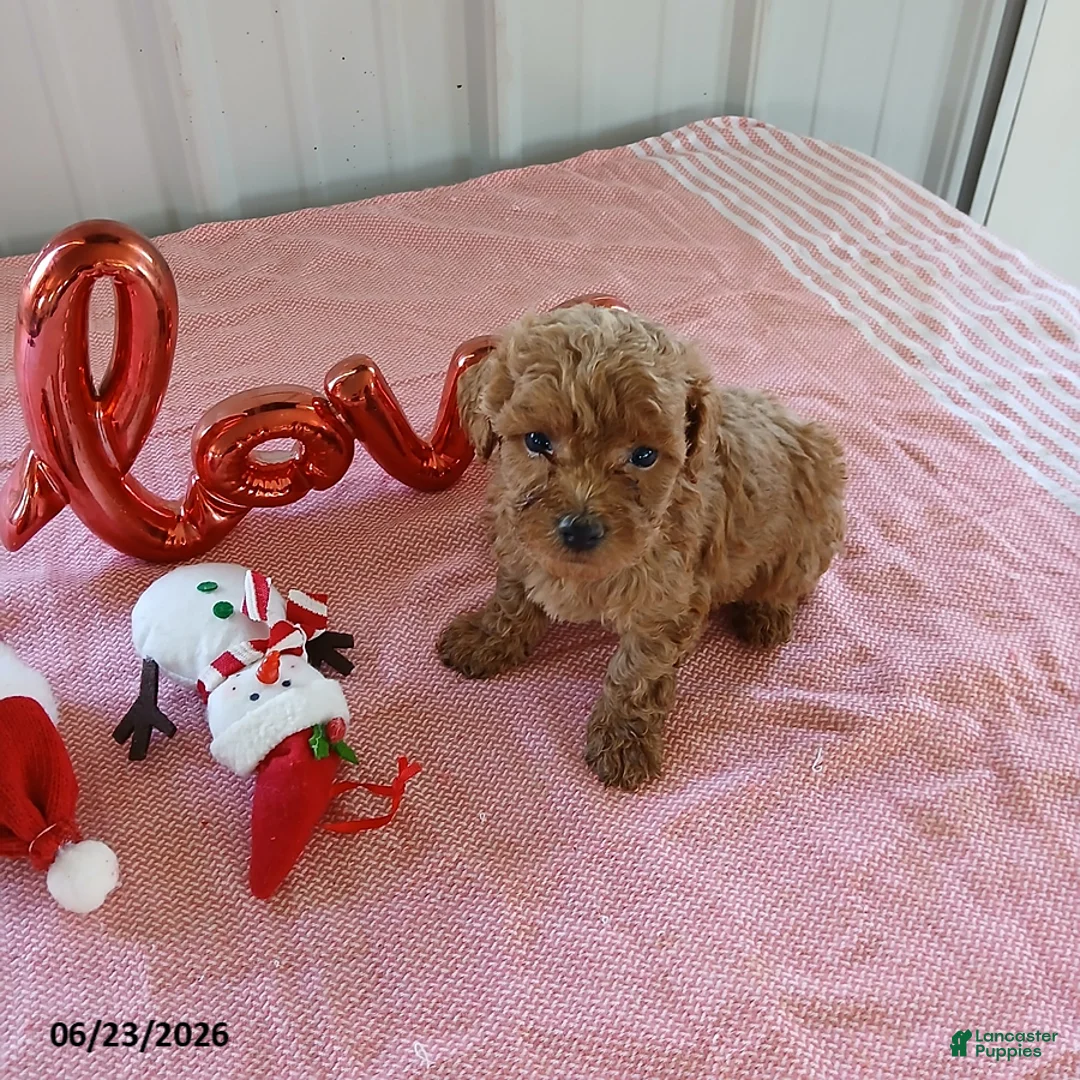 Maltipoo dogs for sale: Lonnie - Ad 1