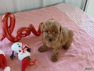 Maltipoo dogs Lonnie - Ad 5