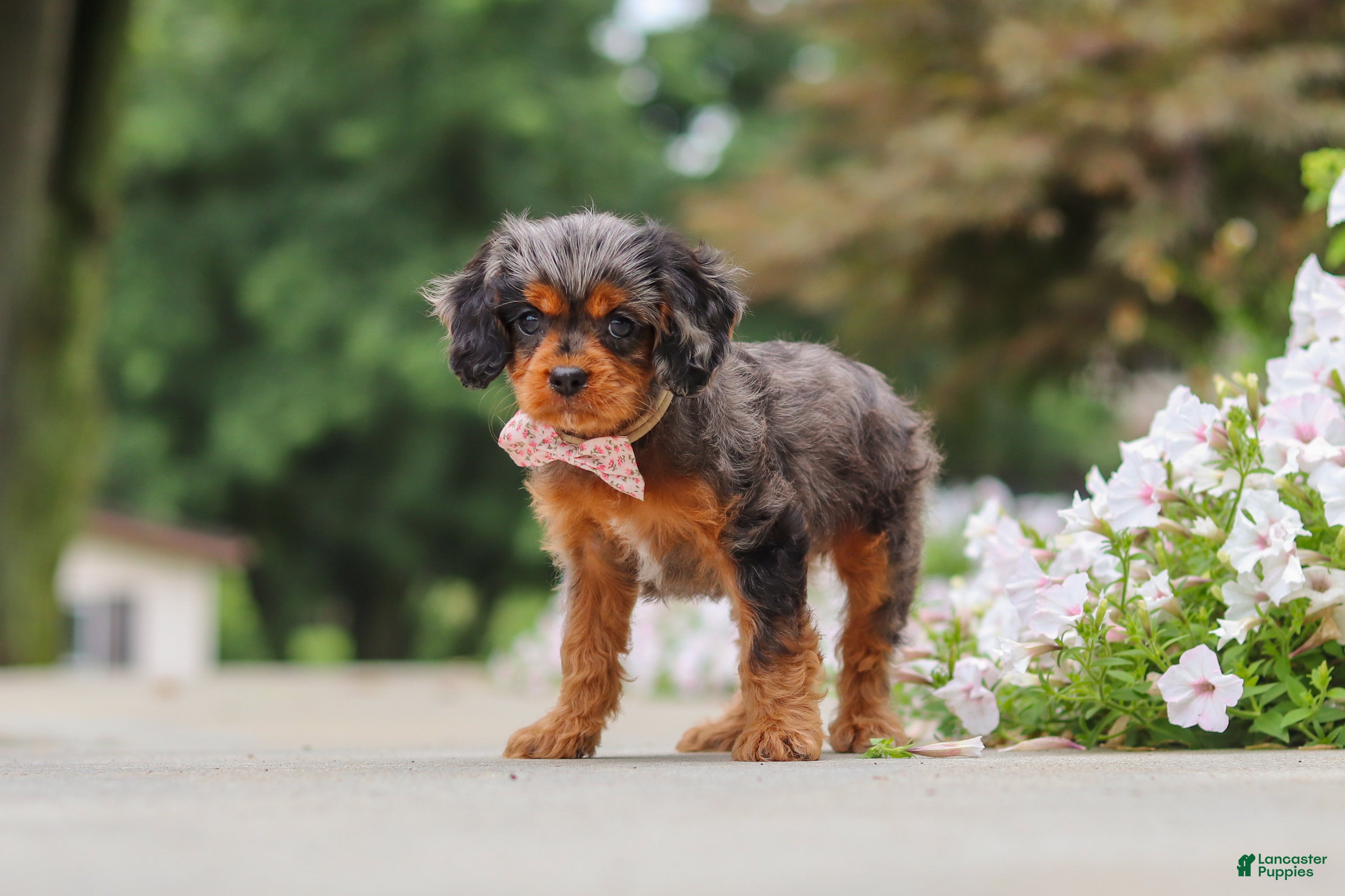 Cavapoo dogs Indy - Ad 1