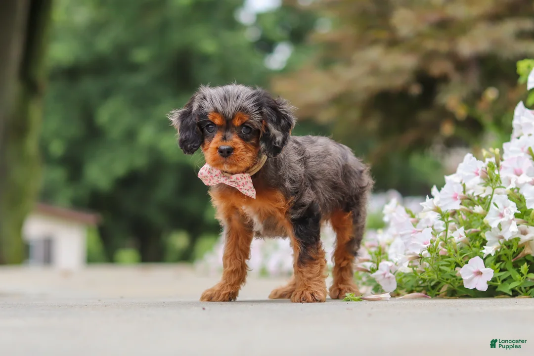 Cavapoo dogs for sale: Indy - Ad 1