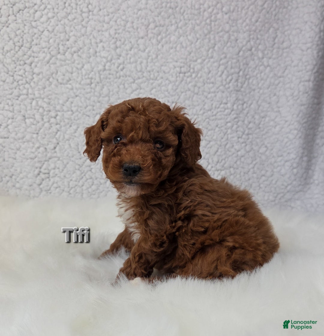Miniature Poodle dogs for sale: Titi - Ad 2