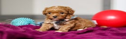Cavapoo dogs for sale: Izzy - Ad 5