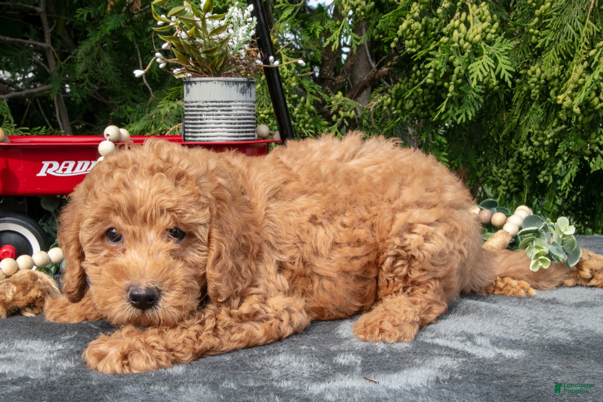 Mixed Breed dogs Bandit - Ad 28