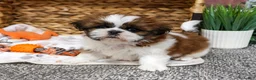 Shih Tzu dogs for sale: Dorothy - Ad 5