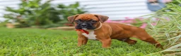 Boxer dogs for sale: Rascal - Ad 10