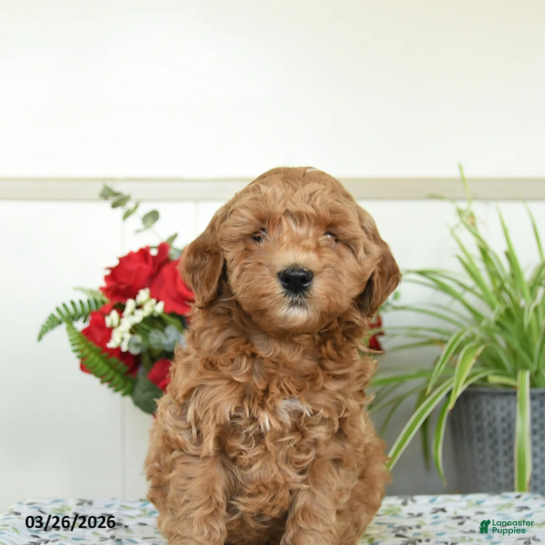 Mini Goldendoodle dogs for sale: Wellington - Ad 3