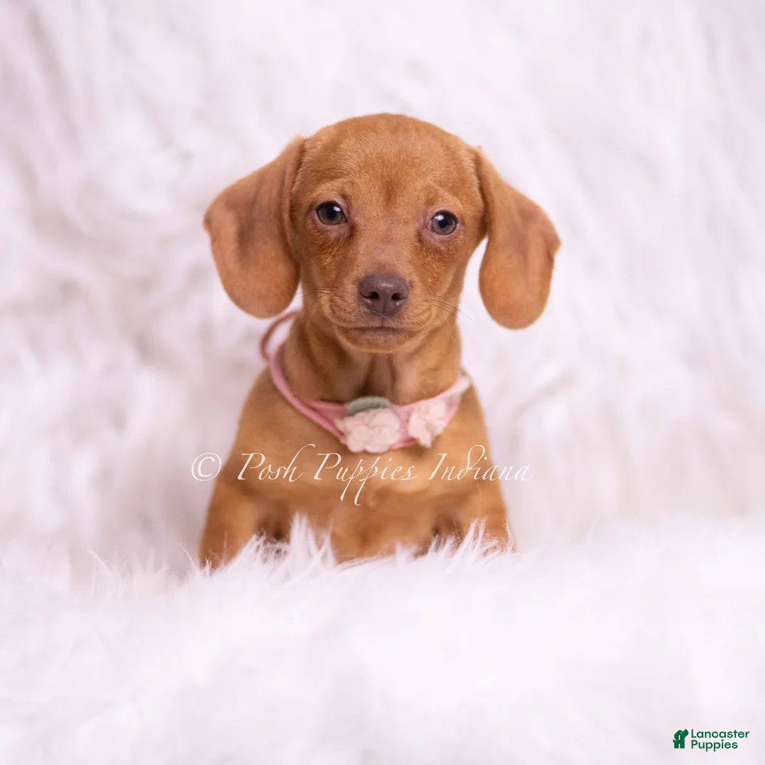 Miniature Dachshund dogs for sale: Jennie - Ad 1