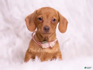 Miniature Dachshund dogs Jennie - Ad 18