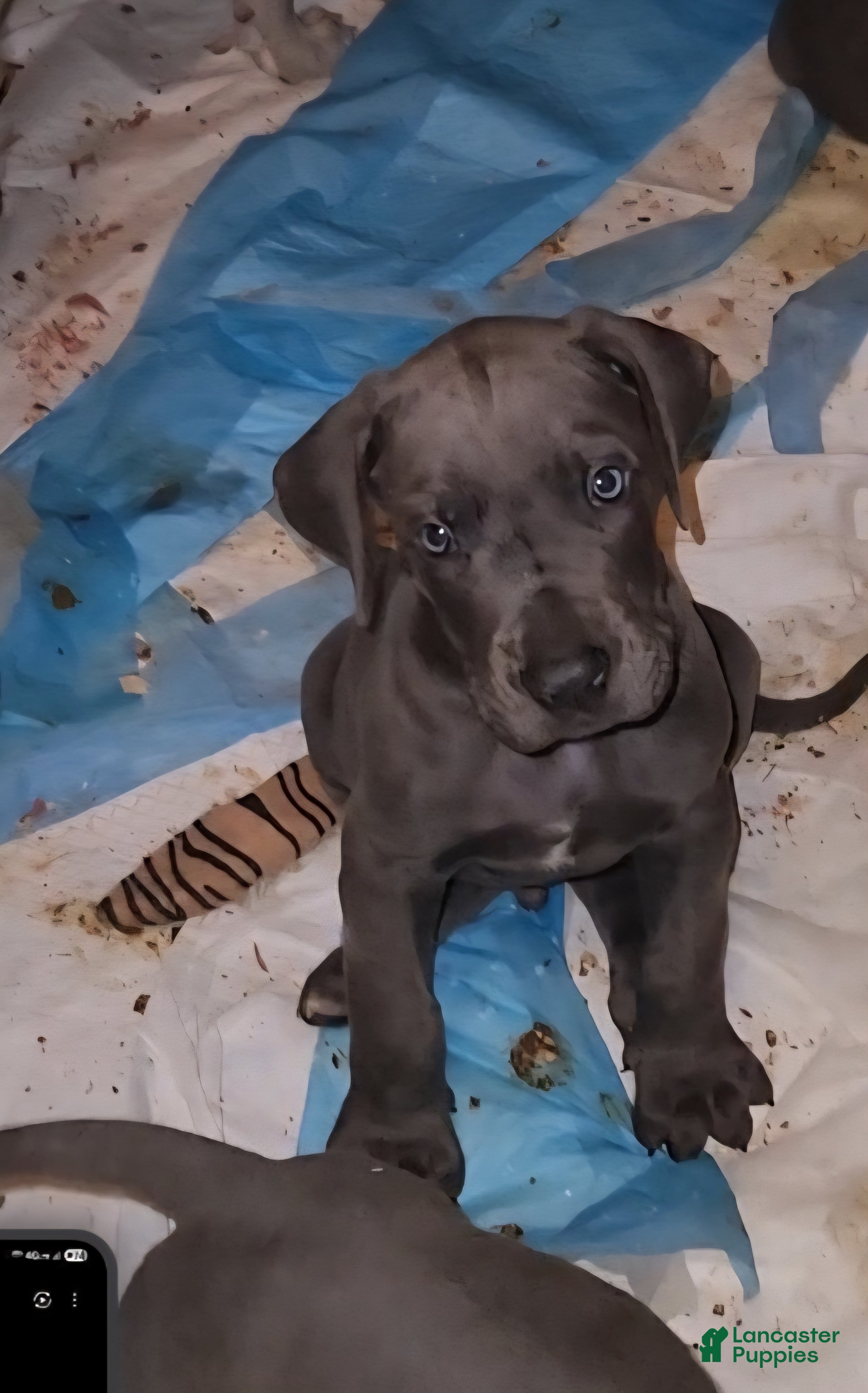 Great Dane dogs Great Dane Puppy 3 - Ad 1