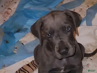 Great Dane dogs for sale: Great Dane Puppy 3 - Ad 2