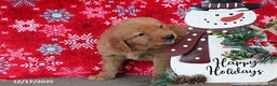 Golden Retriever dogs for sale: Berry - Ad 2