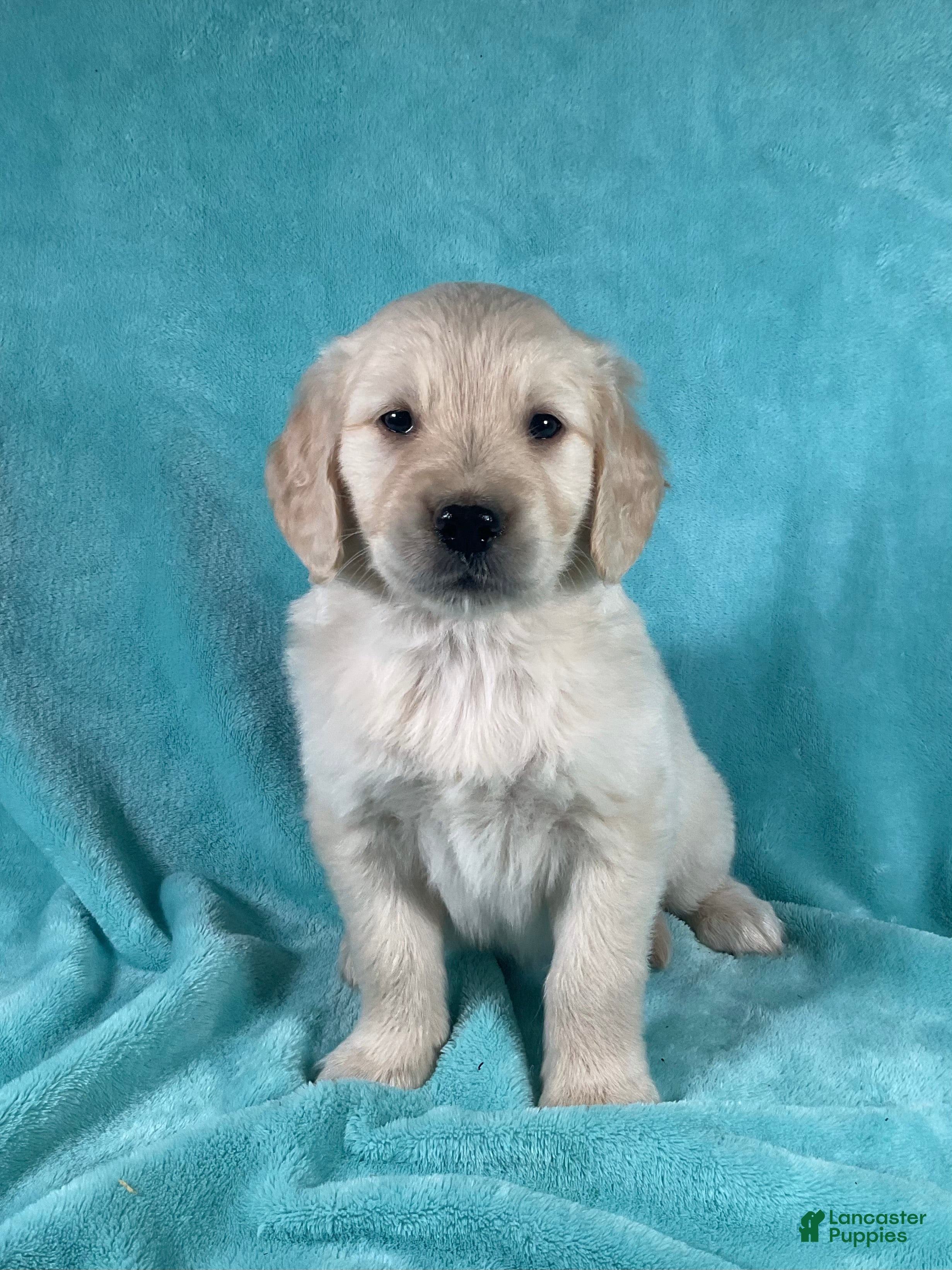 Golden Retriever dogs Sophie 8247 - Ad 1