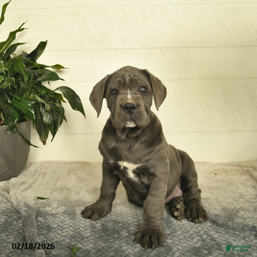 Cane Corso dogs Holly - Ad 1