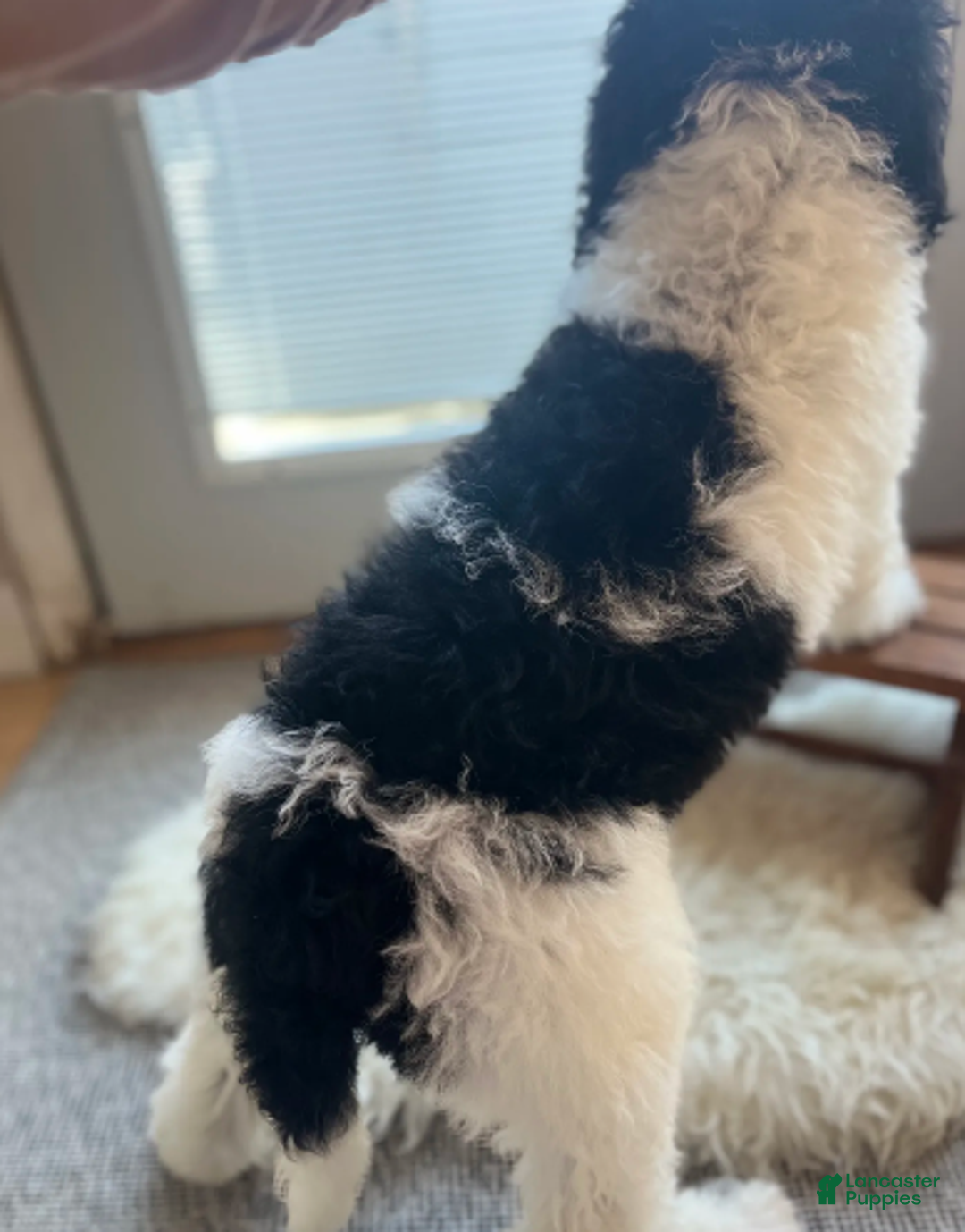 Labradoodle dogs for sale: Charlie standard - Ad 2