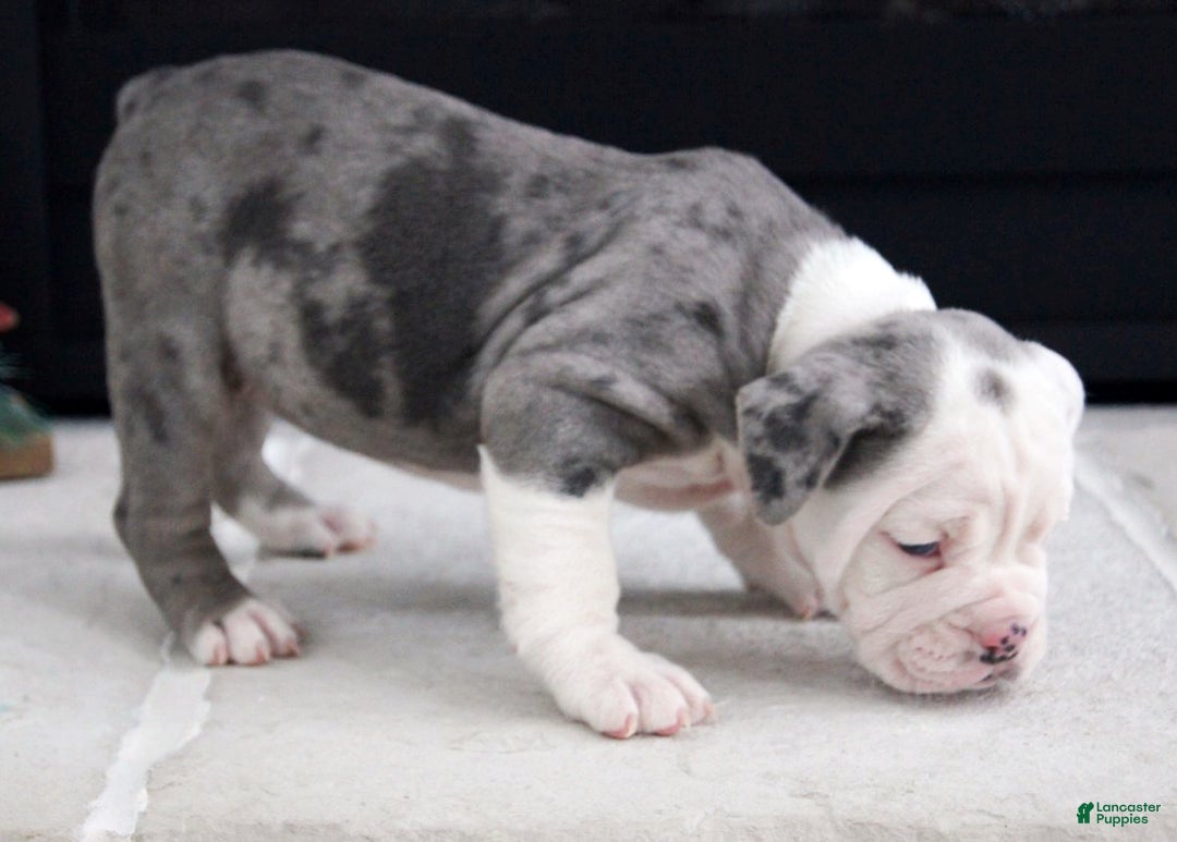 Olde English Bulldogge dogs for sale: Misty - Ad 5