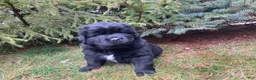 Newfoundland dogs for sale: Alex  - Ad 6
