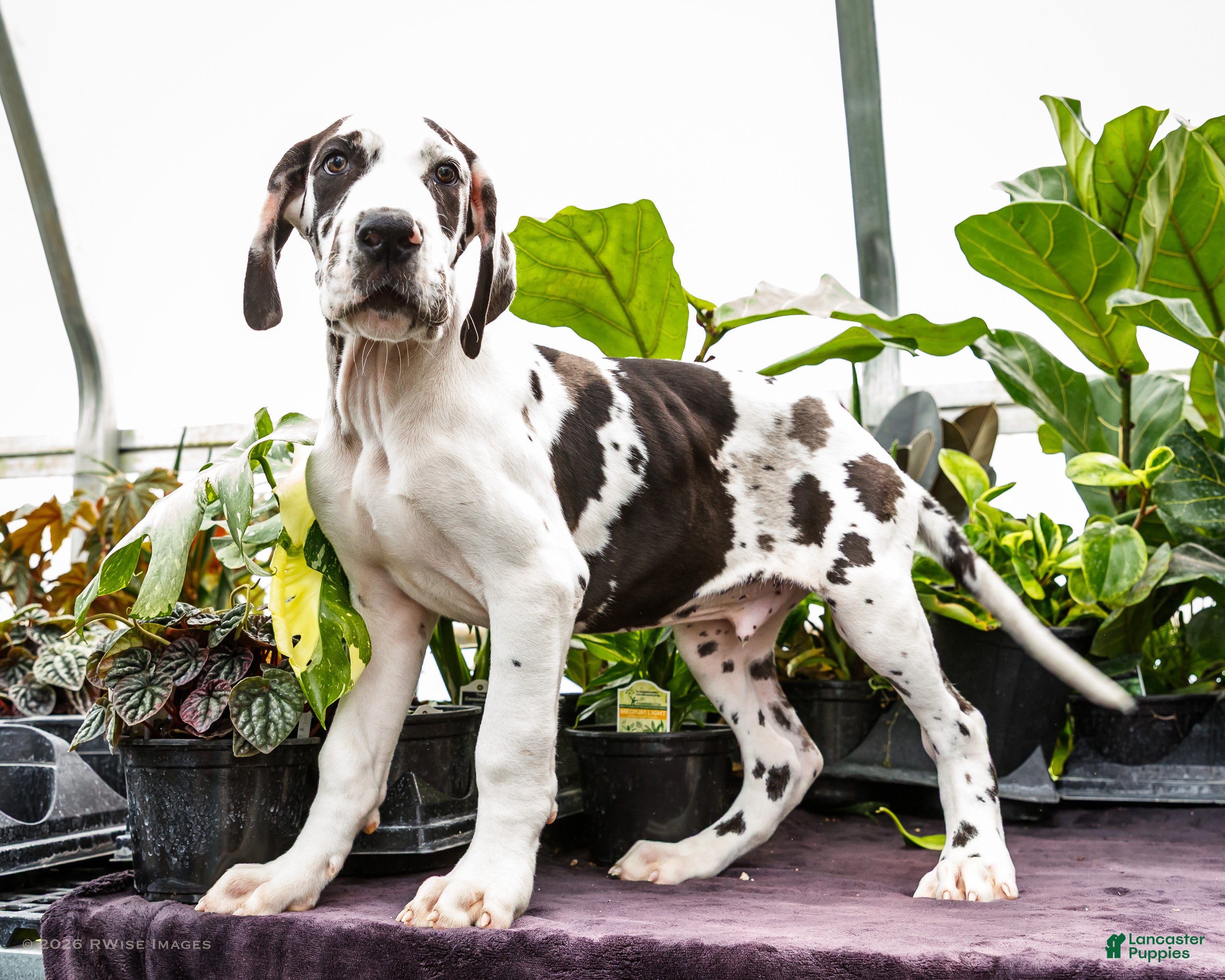 Great Dane dogs for sale: Chester - Ad 1