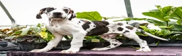 Great Dane dogs for sale: Chester - Ad 1