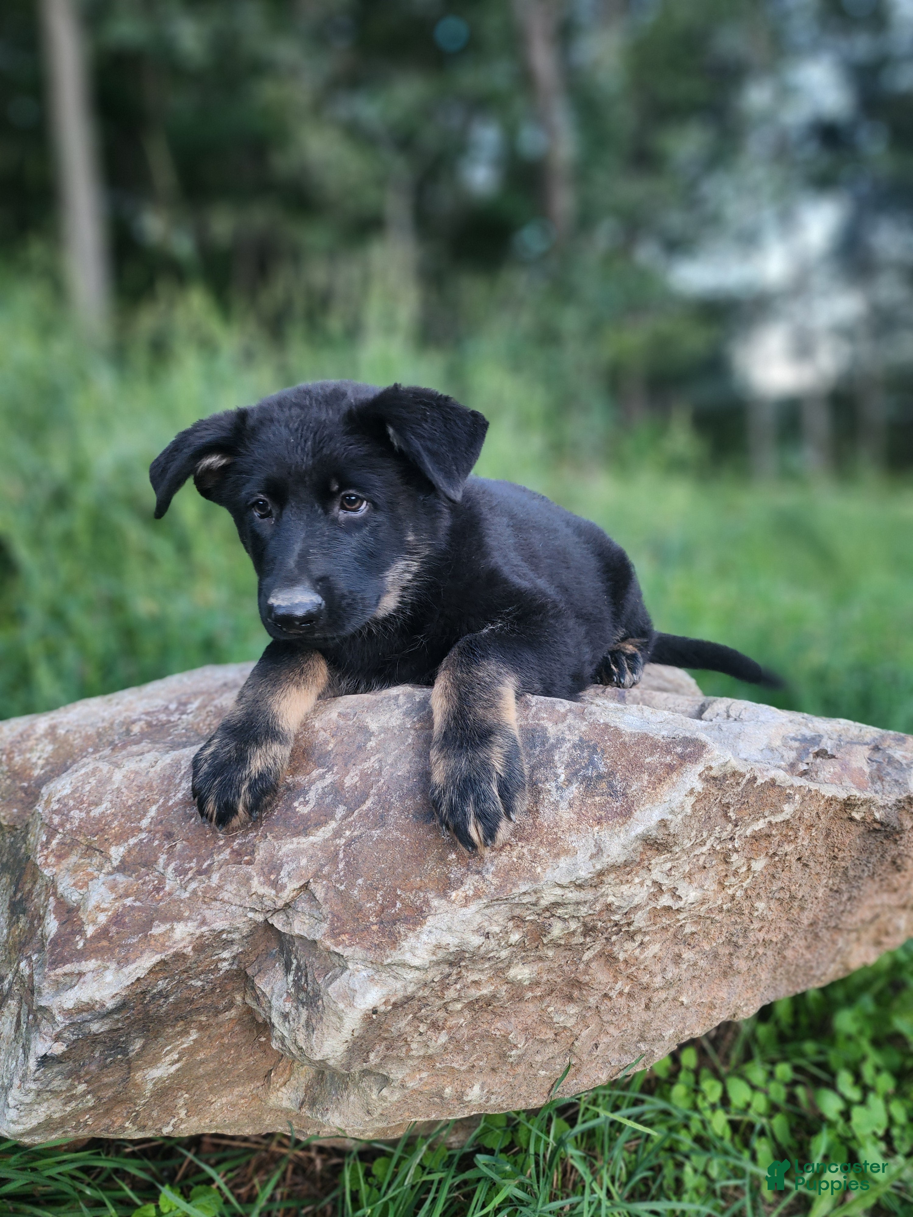 German Shepherd dogs  Timba - Ad 1