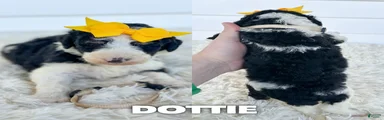 Dottie - standard f1b