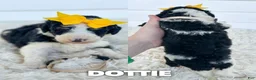 Aussiedoodle dogs for sale: Dottie - standard f1b - Ad 1
