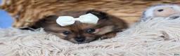 Pomeranian dogs for sale: Flynn  - Ad 13