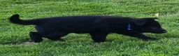 German Shepherd dogs for sale: Elvis - Ad 3