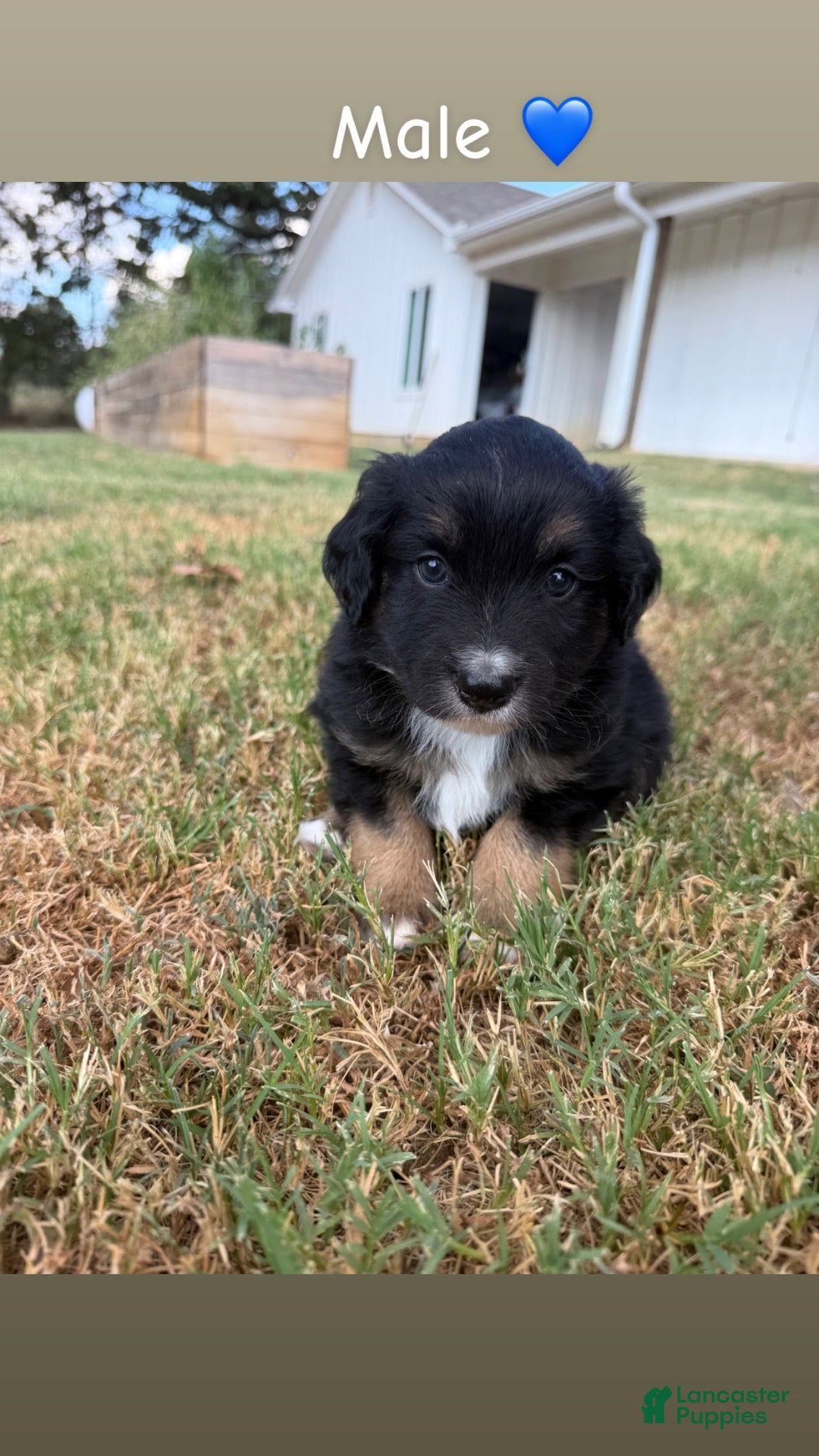 Miniature Australian Shepherd dogs Miniature Australian Shepherd 3 - Ad 22