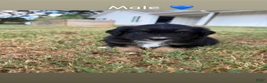 Miniature Australian Shepherd 3