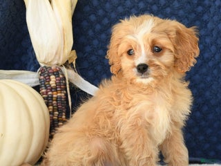 Cavapoo dogs - Ad 42