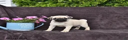 Pug dogs for sale: Begonia - Ad 3