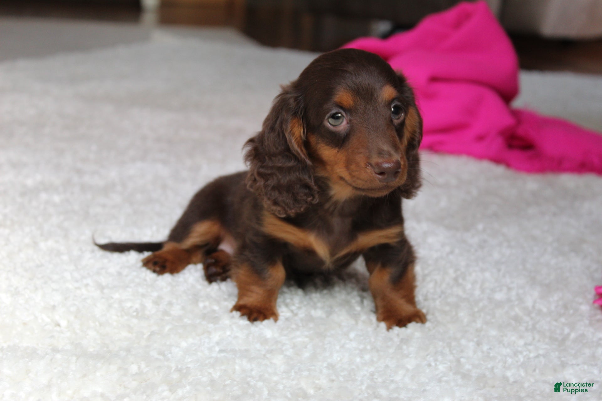 Miniature Dachshund dogs Olivia - Ad 2