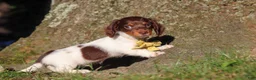 Miniature Dachshund dogs for sale: Shane - Ad 3